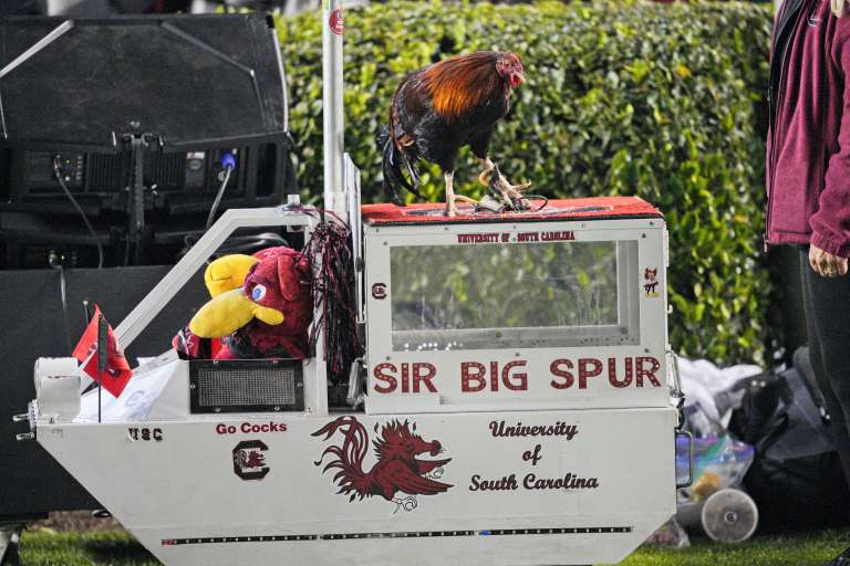 South Carolina’s Gamecock mascot has a new name and we’re figuring out odds